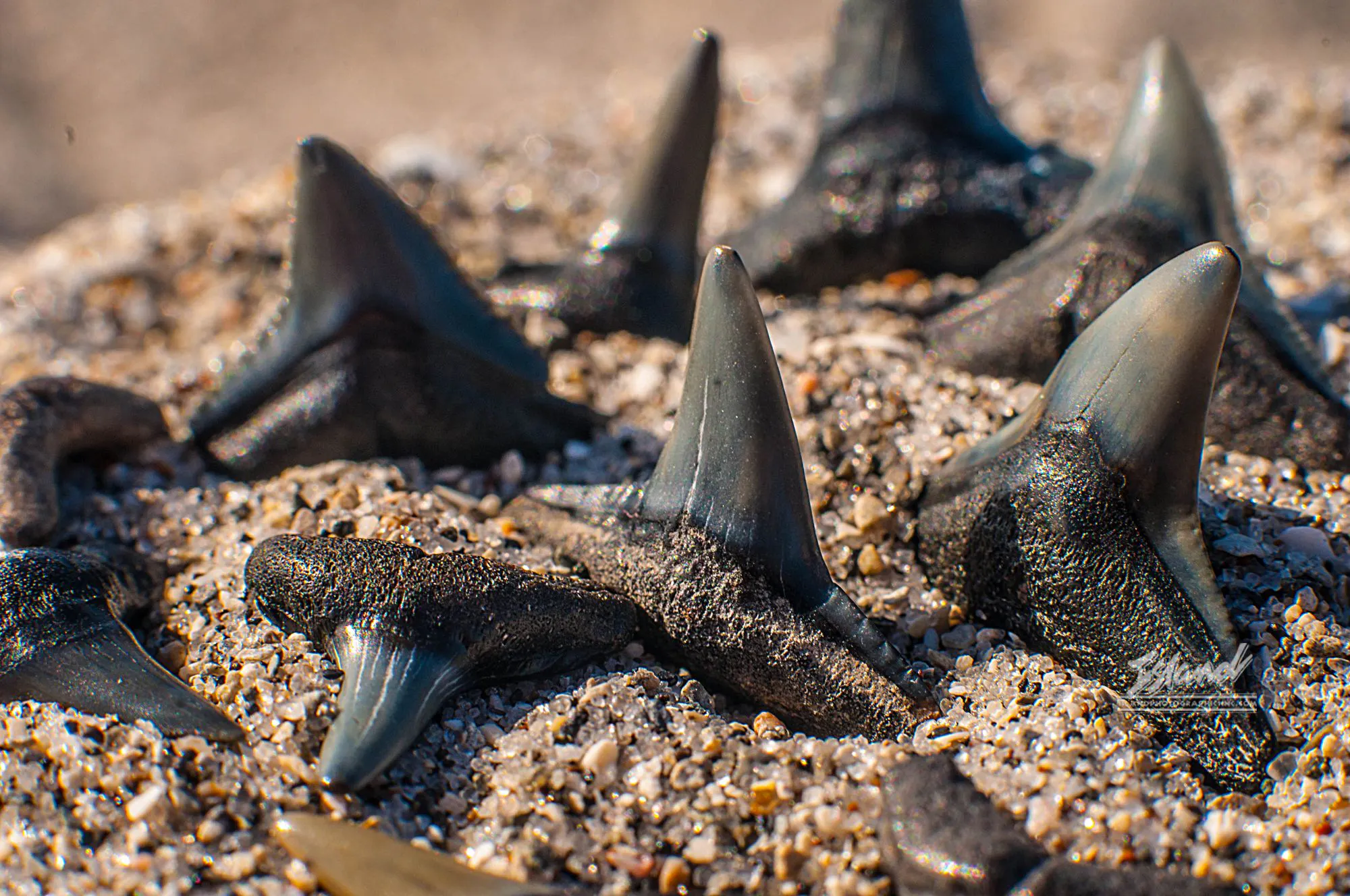 Picture of a bunch of shark teeth on a beach