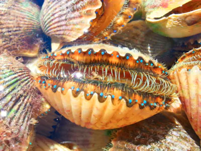 scallop