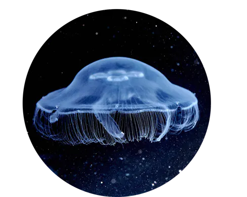 Moon Jelly