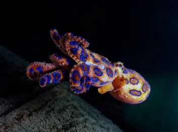 blue ringed octopus