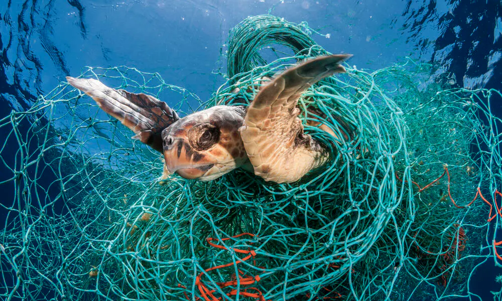 Sea turtle trapped in a fishing net