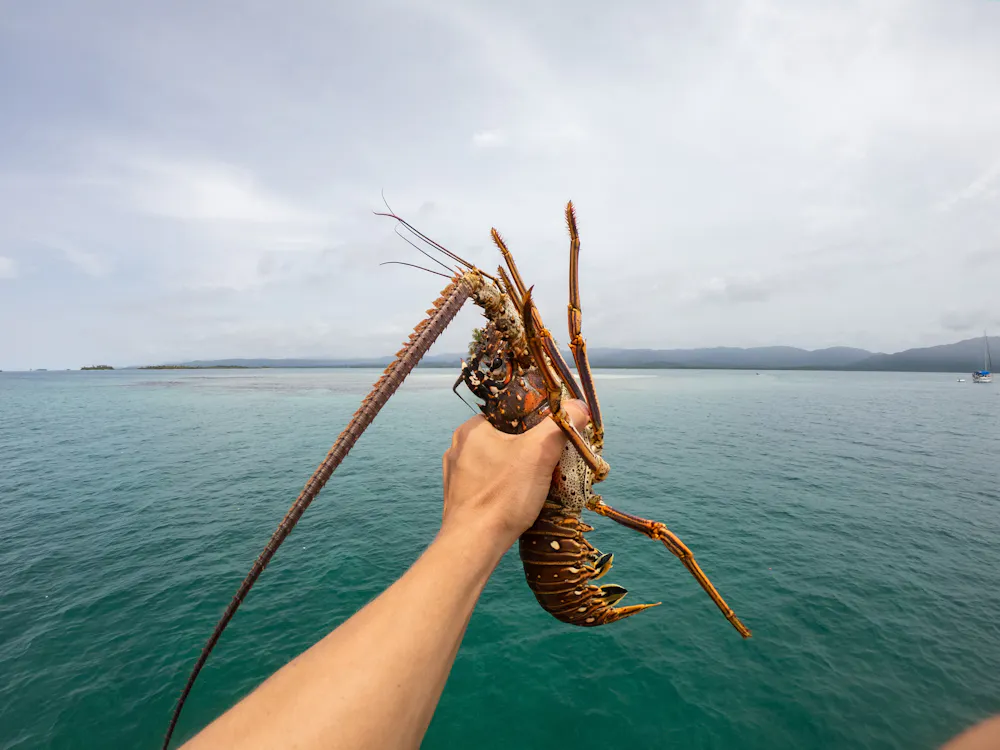 lobster being held over ocean