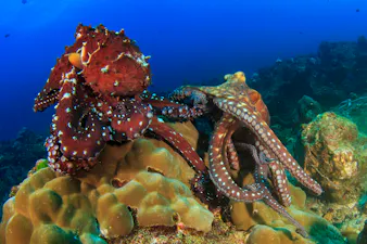 two octopuses