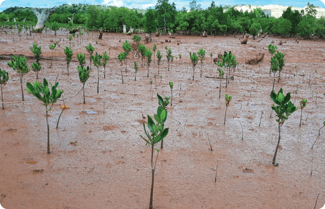 newly planted mangroves 