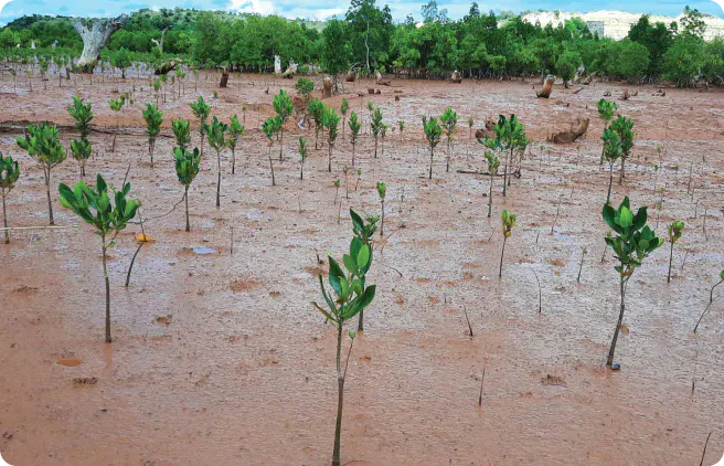 newly planted mangroves