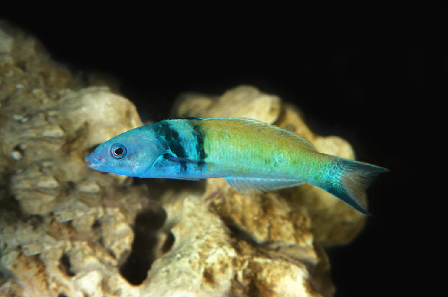 Tiny Blue and green Wrasse fish