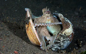 octopus in a clam