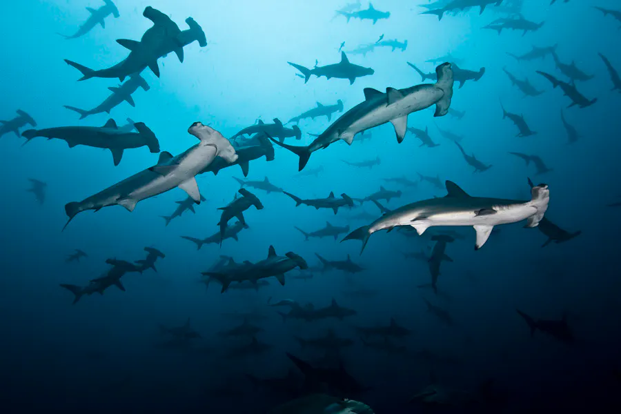 Many hammerhead sharks swimming together in the ocean