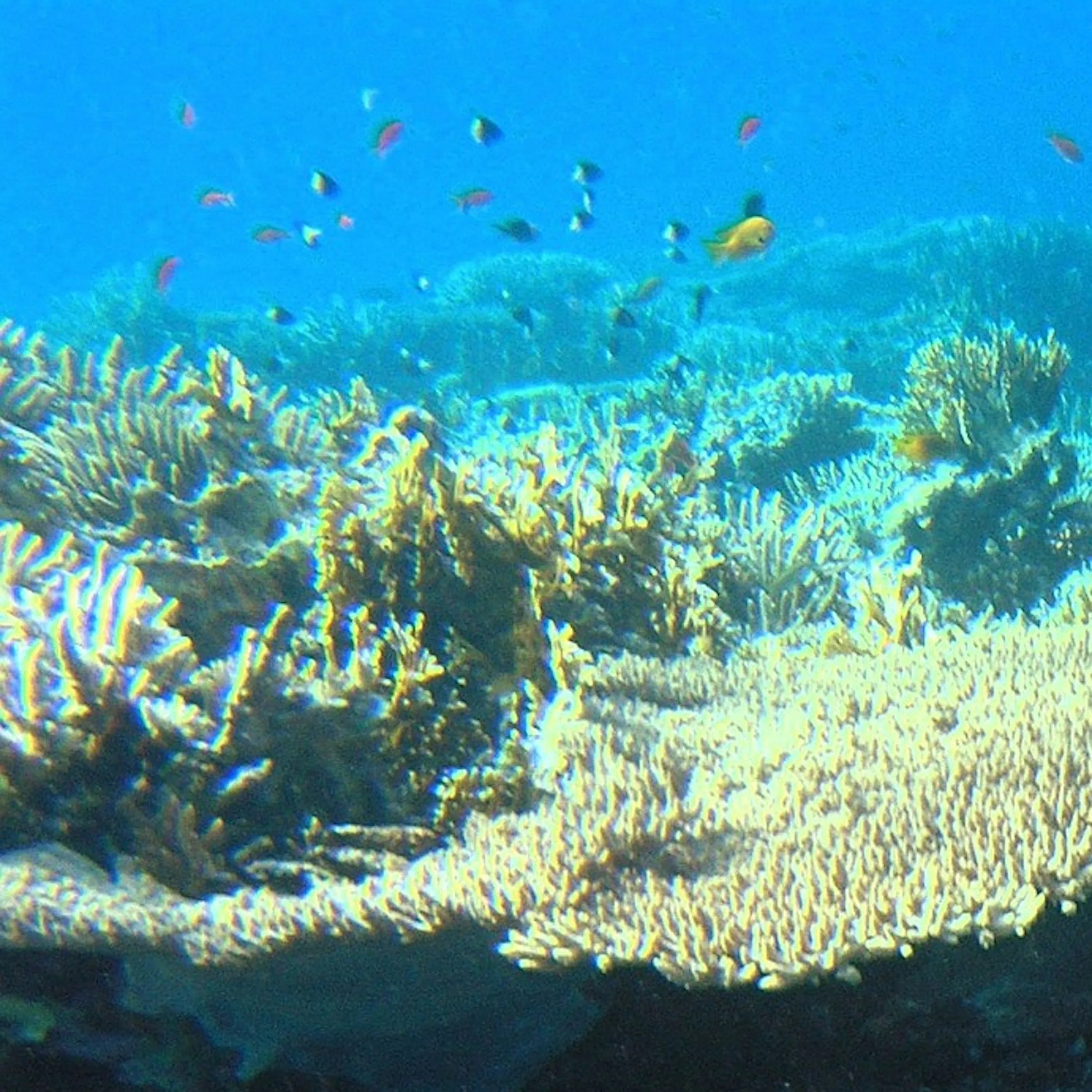 coral bed