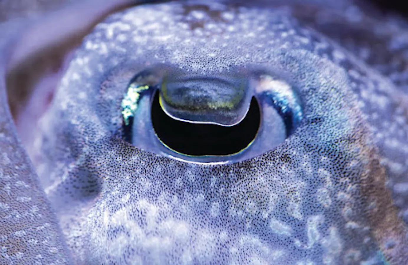 Cuttlefish eye