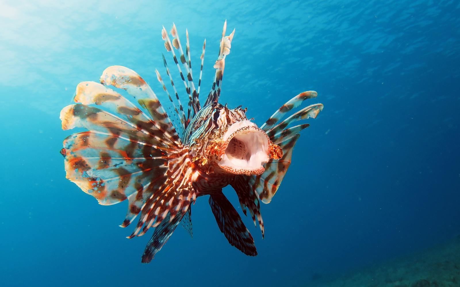 Lionfish with mouth open in the ocean.
