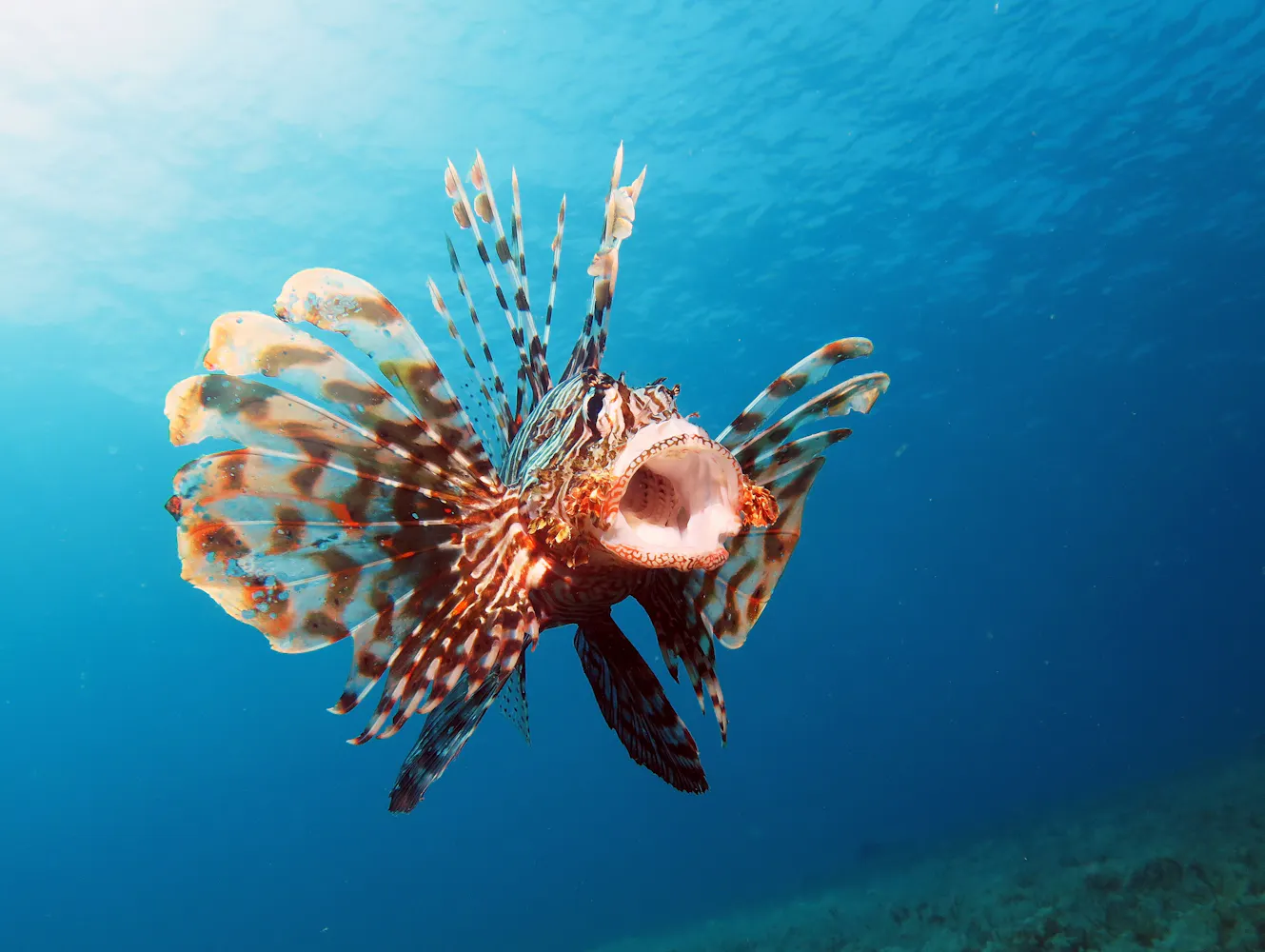Lionfish with mouth open in the ocean.