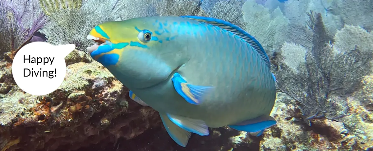Parrot fish saying "Happy Diving!"