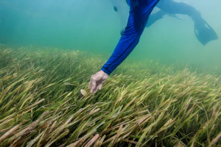 scalloping