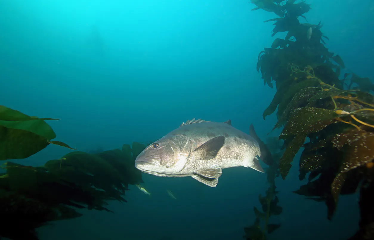 Fish swimming through kelp forest
