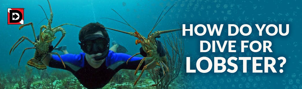 Florida Spiny Lobster Season: How do you Dive for Lobster?