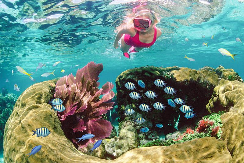 Top 10 Snorkel/Dive Sites in The Florida keys