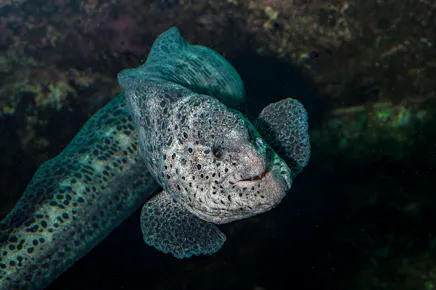 eel underwater