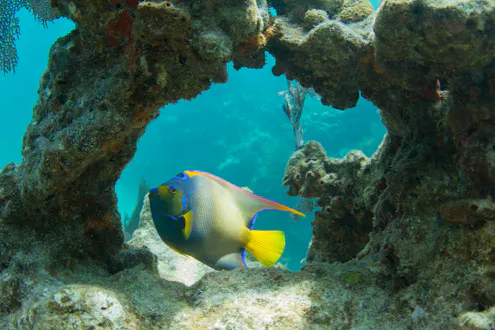 angel fish underwater