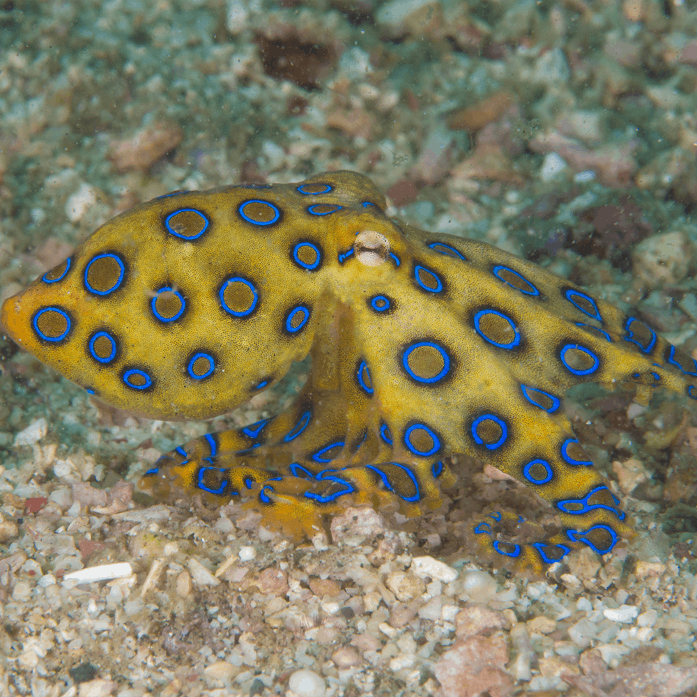 Blue-ringed octopus
