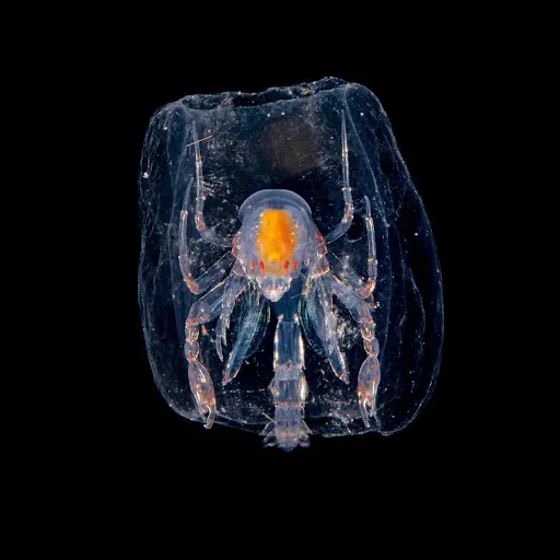 Picture of Bioluminescent organism glowing in the dark.