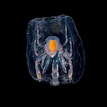 sea spider