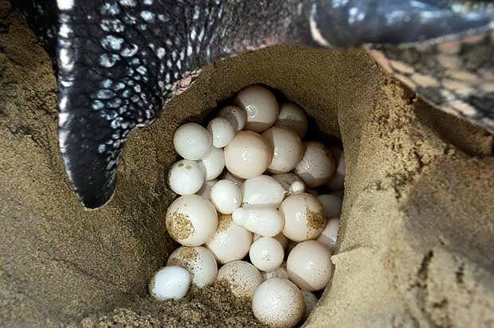 Sea turtle eggs