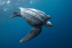 Leatherback sea turtle swimming in the ocean
