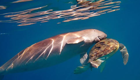 Mom manatee and calf in the ocean