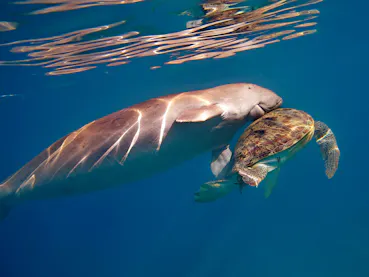 Mom manatee and calf in the ocean