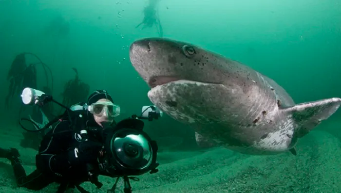 Scuba divers near a cow shark underwater, in the ocean