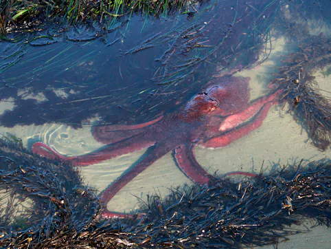 Octopus in shallow waters