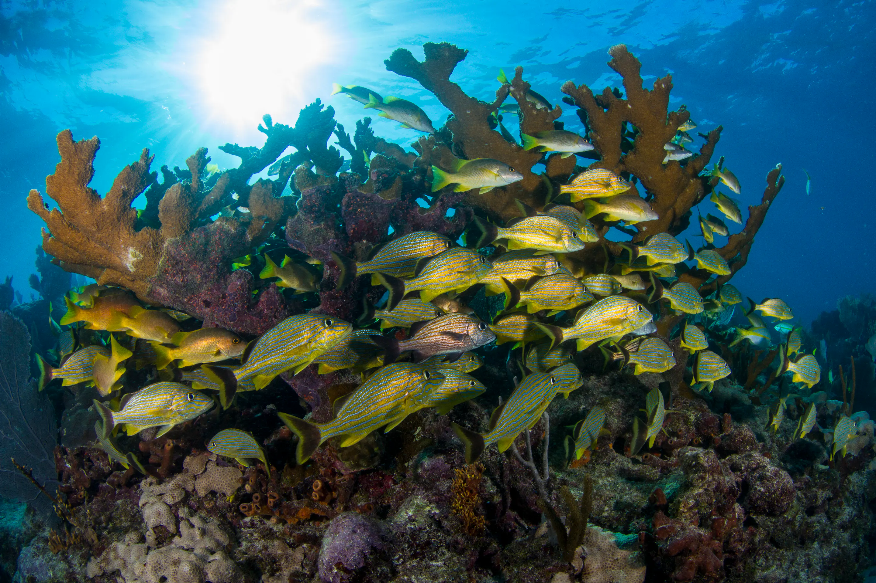 School of grunt fish underwater and surrounding coral