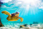 Gopher sea turtle swimming in the ocean
