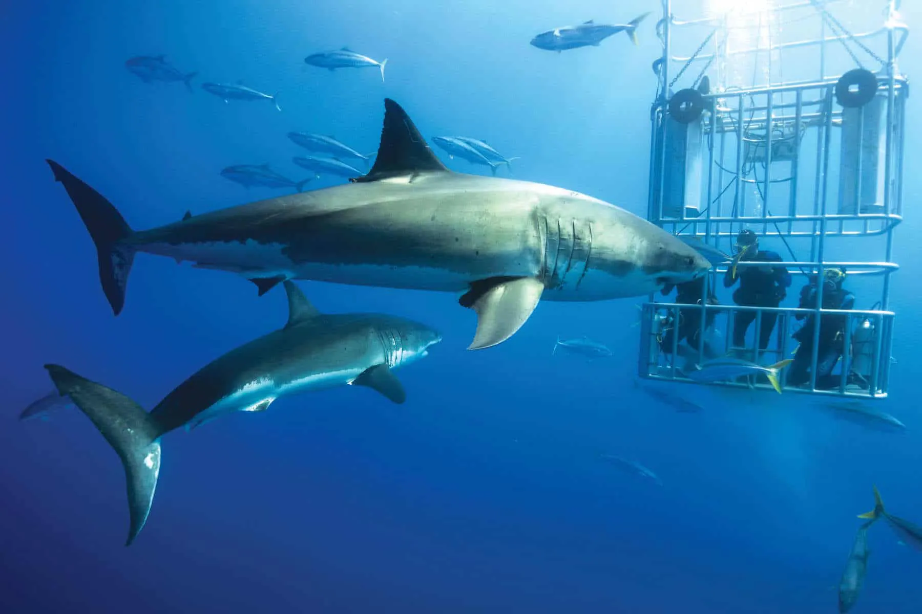 cage divers inches away from a big shark in the ocean