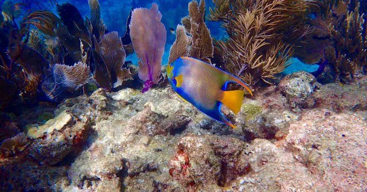 Sombrero Reef