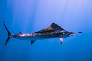 Sailfish swimming in the ocean