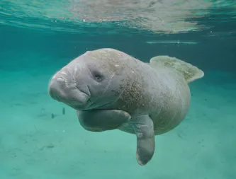 Young Manatee with flipper reaching over chest to other flipper