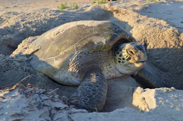 Green Sea Turtle burying her nest