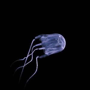 box jellyfish