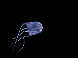 box jellyfish