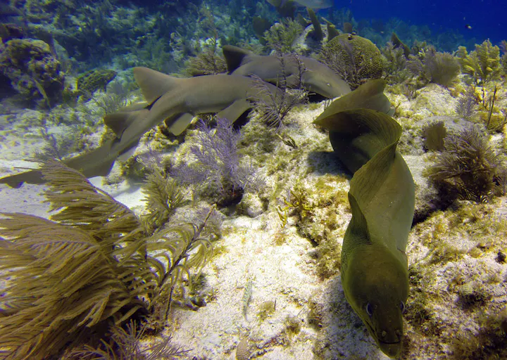 Molasses Reef