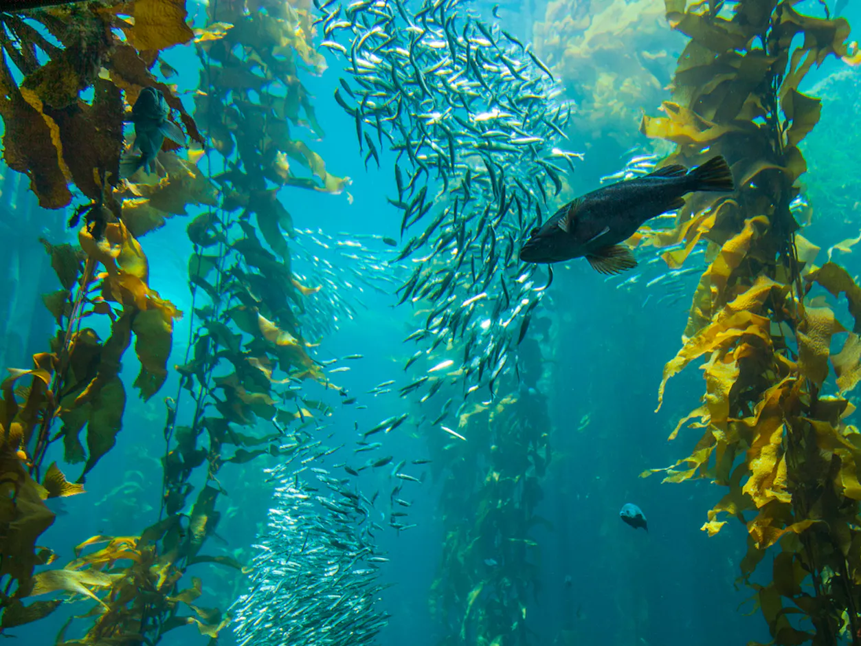 Kelp forest in clear ocean waters