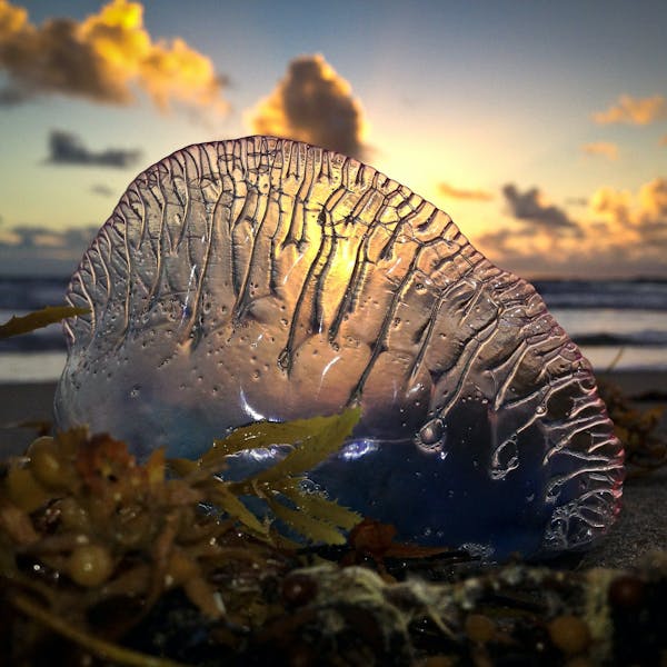 Beached Portuguese man-o-war.