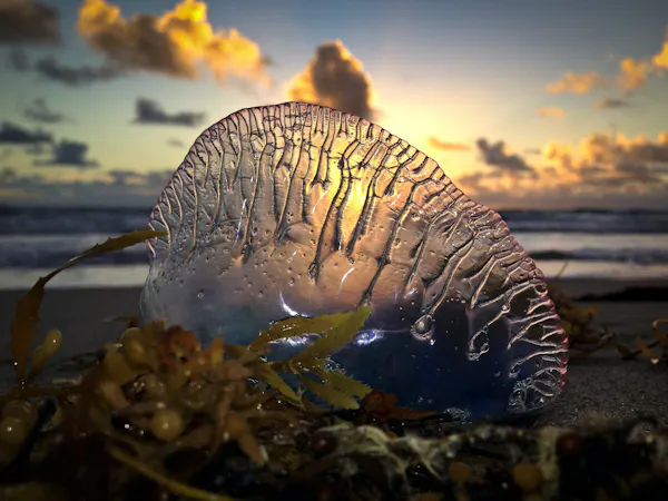 Beached Portuguese man-o-war.