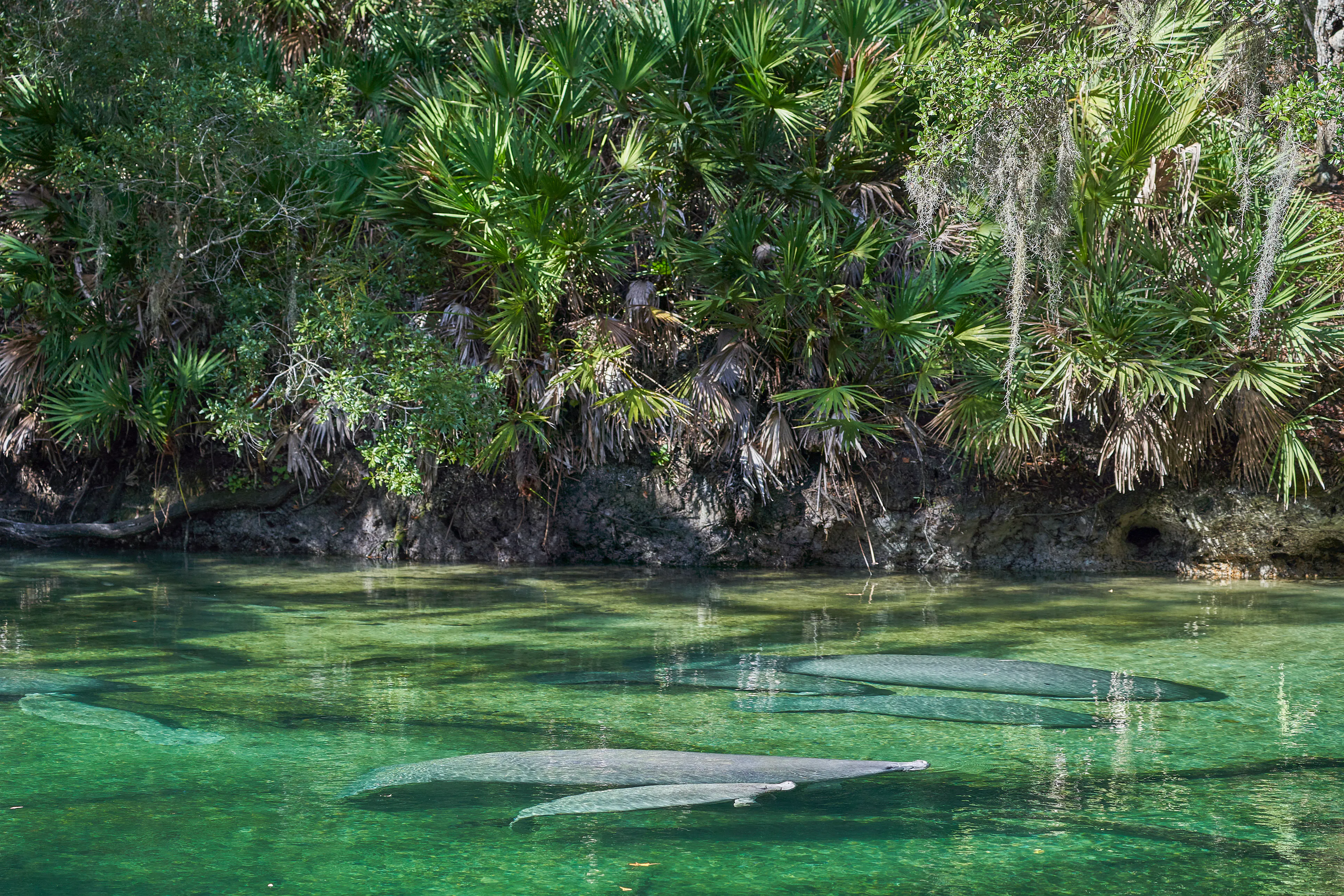 Florida Spring