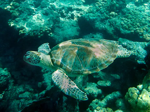 sea turtle underwater