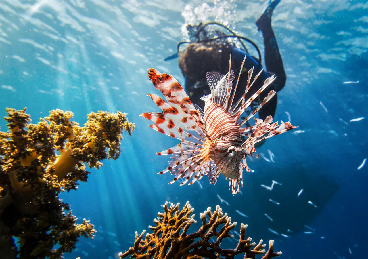 Scuba Diver holding a pole spear with a skewered lionfish on the end.