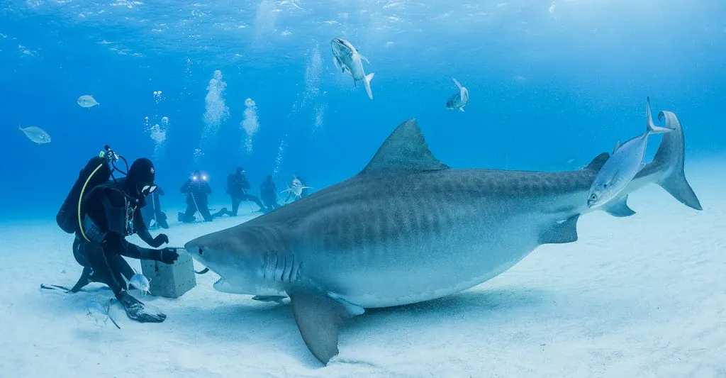 Scuba diver on the sandy ocean floor inches away from a massive tiger shark.