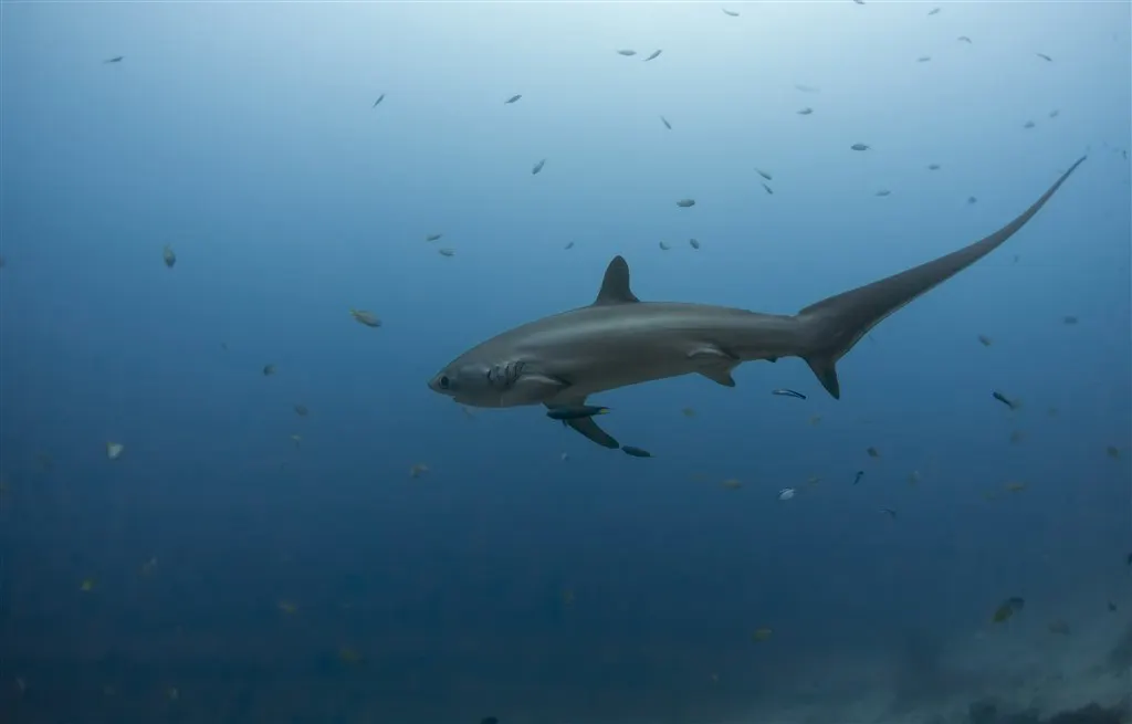 Thresher Shark in the ocean